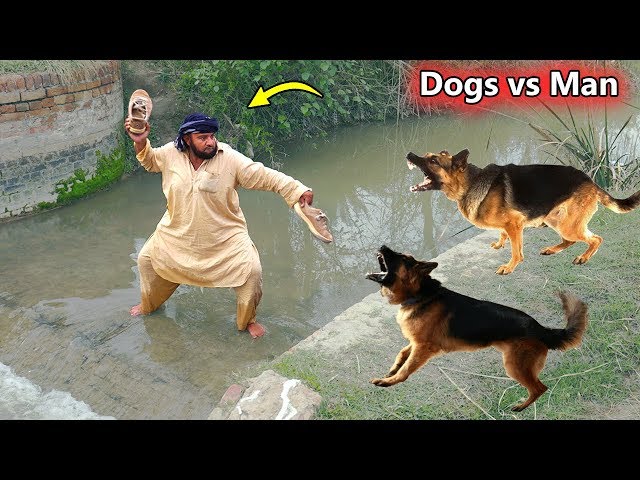 Dogs vs Man Fight Funny || dogs funny video