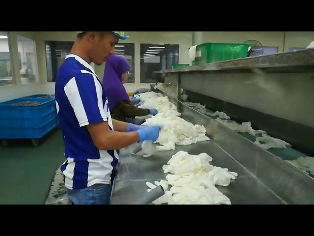Malayisa Hand Glove Jobs Videos