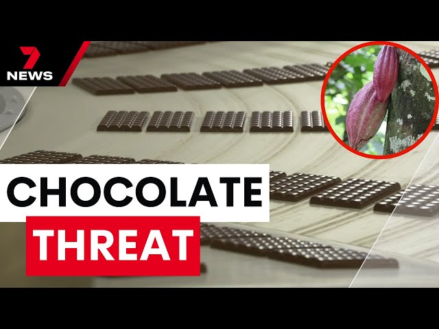 Crippling virus threatens Australia's chocolate supply | 7 News Australia