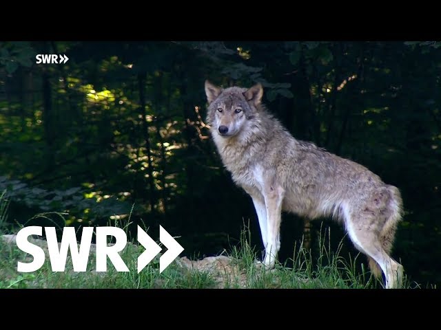 Die Rückkehr der Wölfe - schießen oder schützen? | SWR Mensch Leute