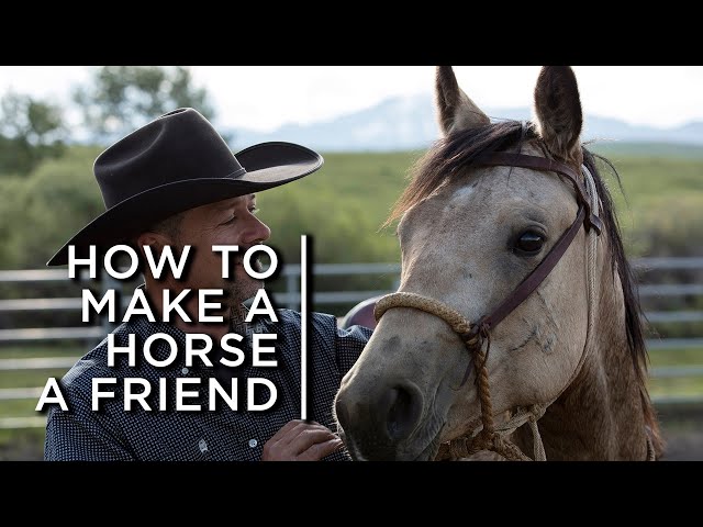 How to make a horse a friend. One cowboy's partnership with horses