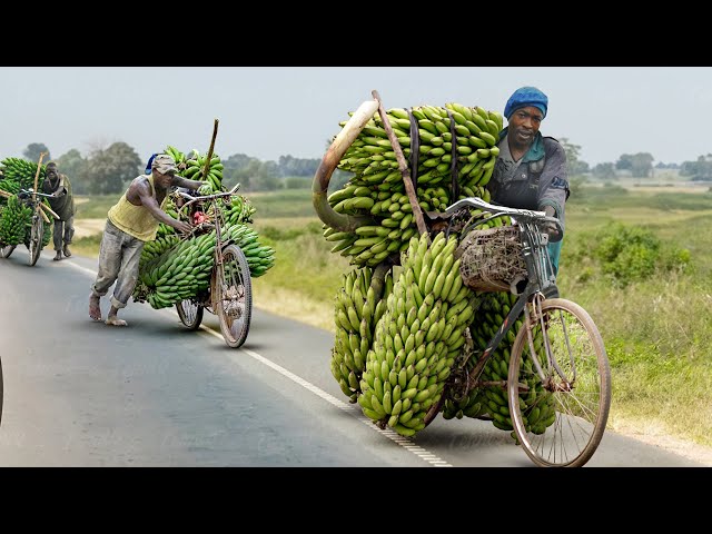 Africa’s Cheapest Solution to Transport Tons of Farm Produce