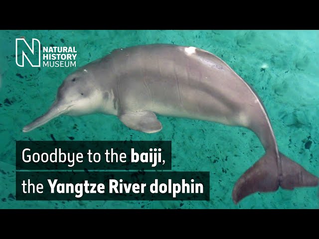 Goodbye to the baiji, the Yangtze River dolphin | Natural History Museum