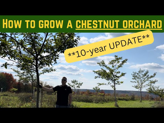**UPDATED** How to Grow a Chestnut Orchard - 10-years of Experience!