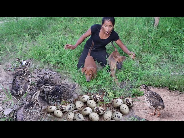 Beautiful girl with Smart puppies Catch quail - Cooking quail egg spicy chili Eating with puppies