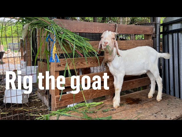 Hand feeding goats at the farm