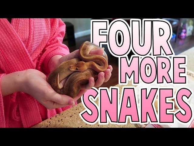 Ball Python Unboxing | Family Baby Vlogs