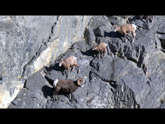 Bighorn Sheep are Naturals on Mountain Edges
