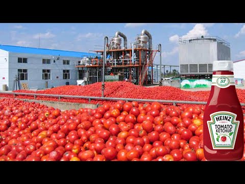 How Tomato Ketchup Is Made | Tomato Harvesting And Processing to Ketchup | Food Factory