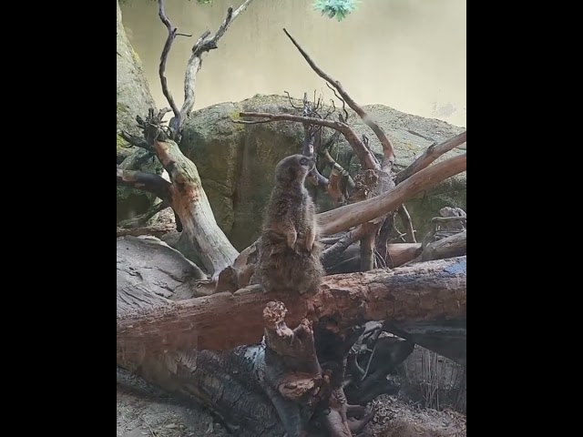 Getting Mugged Off By A Meerkat #short