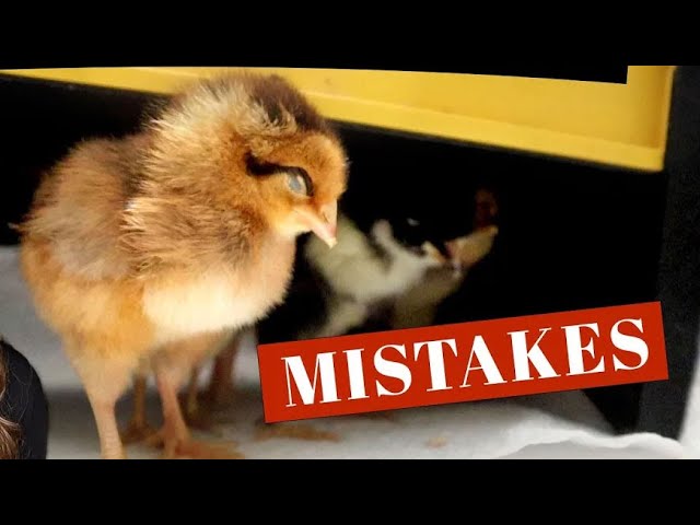 8 Beginner Chicken Care Mistakes To Avoid | Backyard Chickens 101 | Egg Laying Hens and Chicks