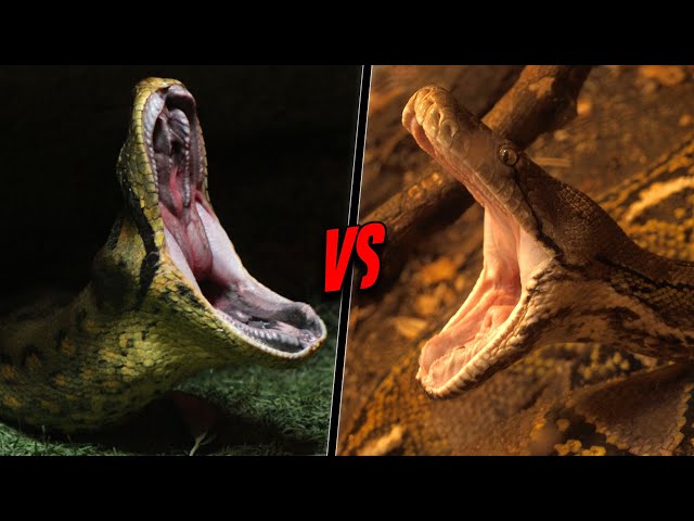 GREEN ANACONDA VS RETICULATED PYTHON - Who Would Win?