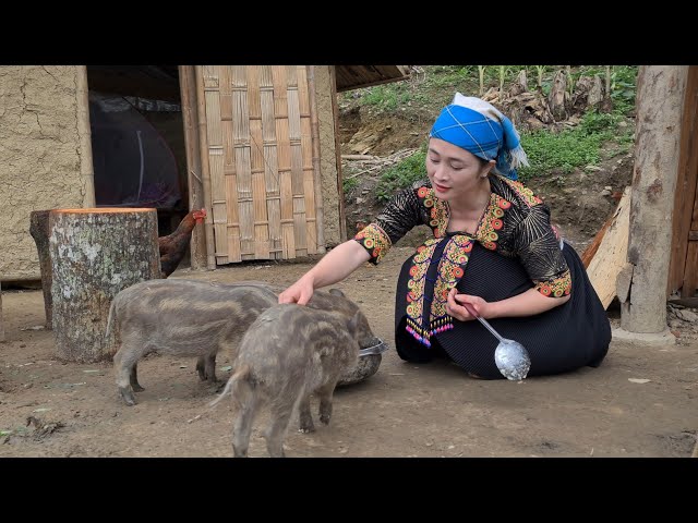 Vàng Hoa, Great new day with wild boar, Survival Instinct, Wilderness Alone , Ep 220