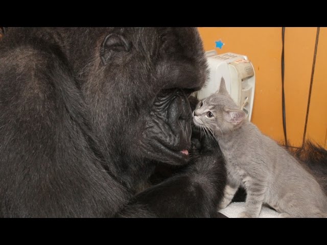 Meet Koko's New Kittens