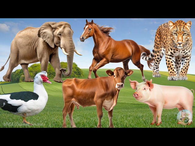 The Funniest Animal Sounds: Elephant, Pig, Leopard, Cow, Goose, Horse,... | Animal Moments