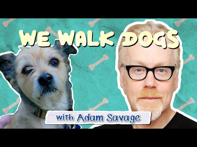 Adam Savage Busts Dog Myths While Walking His Pup | WeWalkDogs