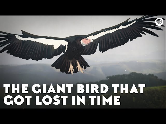 The Giant Bird That Got Lost in Time
