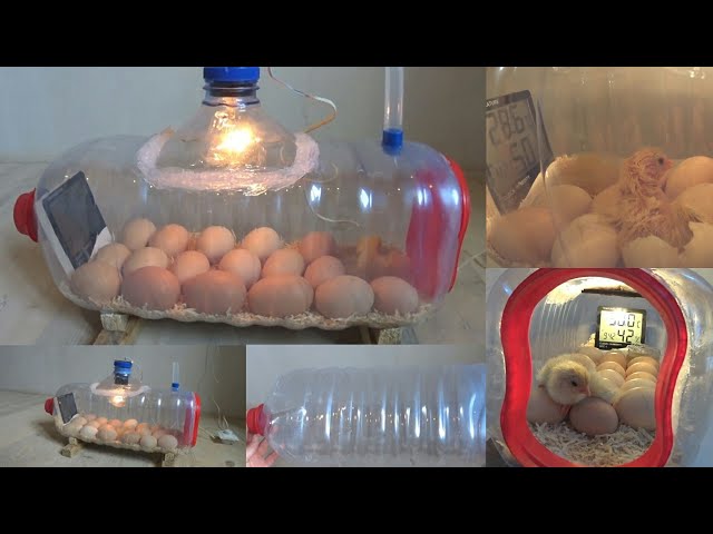 How to make a home incubator and open chicks | اصنع حاضنة في المنزل