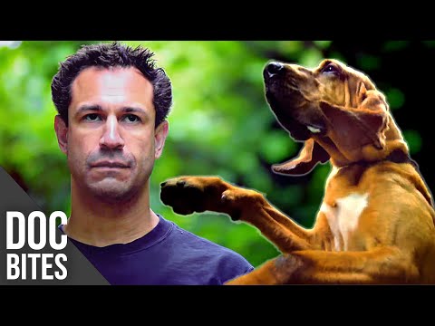 Bloodhound vs Bloodhound | Evil Knows | Doc Bites
