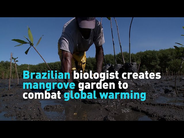 Brazilian biologist creates mangrove garden to combat global warming