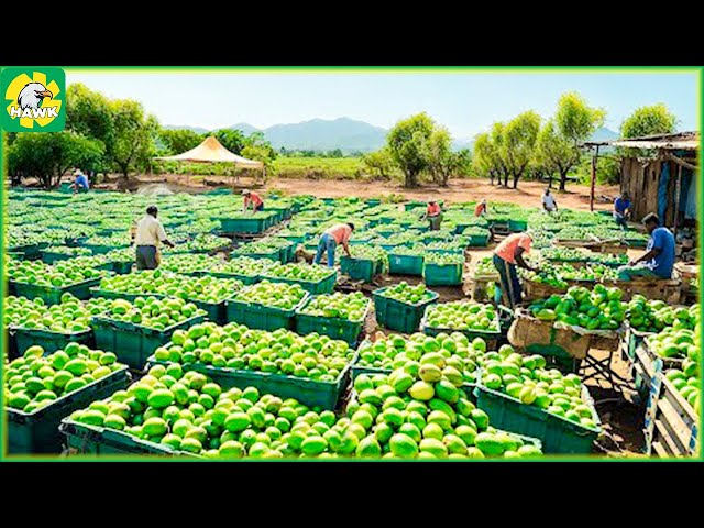 How Australian Farmers Produce 53.6 Millions Of Tons Of Mangoes 🥭 Farming Documentary