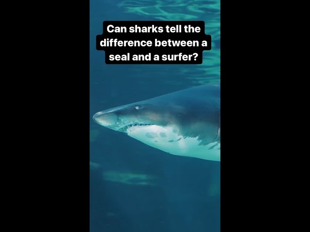 Sharks can't tell the difference between a surfer and a seal | The Royal Society
