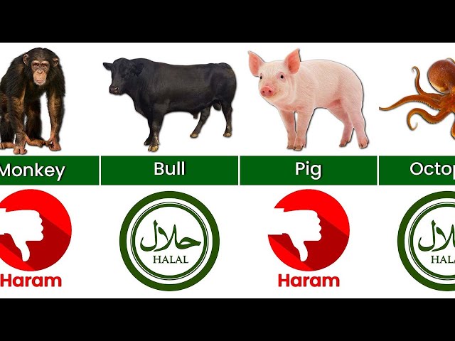 Halal And Haram Animals Meat in islam
