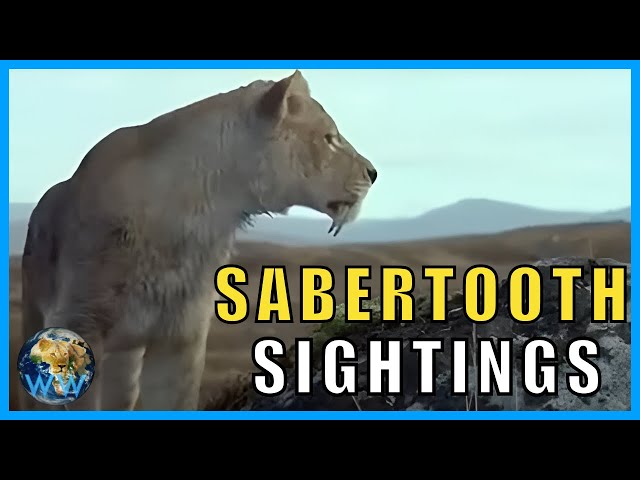 Are Sabertooth Cats Still Alive?