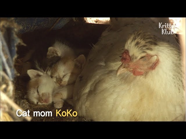 Hen Sitting On Cute Kittens Instead Of Eggs | Kritter Klub