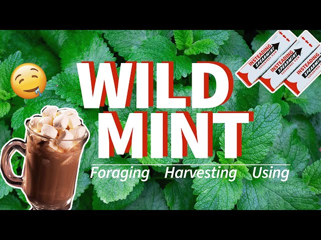 Foraging for Wild Mint 🌿