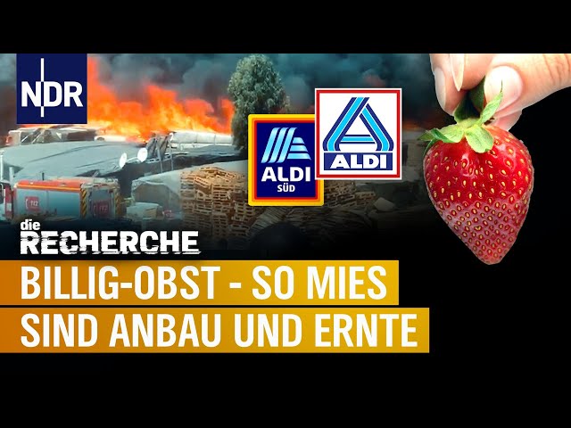 Billiges Obst bei Aldi: Das grausame Geschäft mit den Erdbeeren | die RECHERCHE: Inside Aldi | NDR