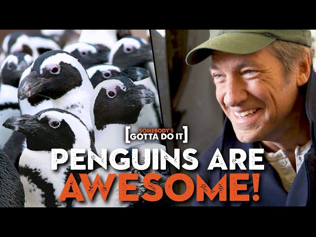 Mike Rowe, Penguins, and the Zoo-Hating Zookeeper | Somebody's Gotta Do It