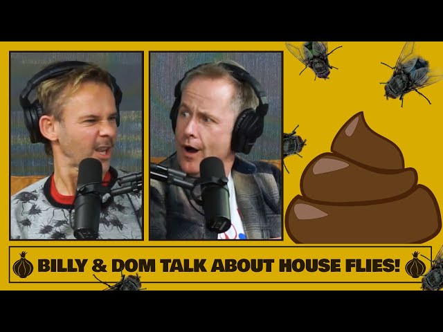 Billy & Dom talk About House Flies! | The Friendship Onion