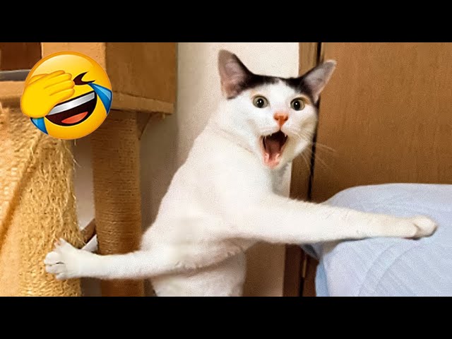New Funny Videos 2023 🔴 Cute and Funny Dogs and Cats 🐱🐶 Part11