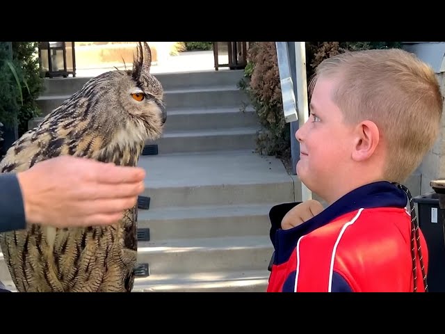 Superb Owls! 🦉| BEST Compilation of Amazing OWLS