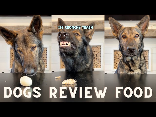 Dog Reviews Different Foods