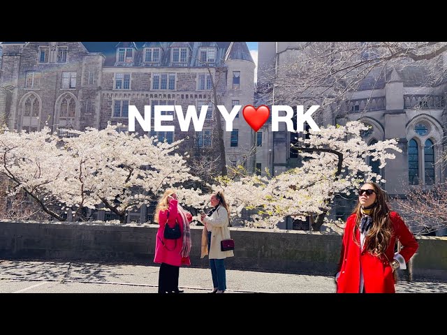[4K]🇺🇸NYC Spring Walk🗽Beautiful Sunday in New York City 🌸Sakura Park, Columbia Campus | Apr 2024