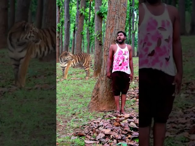 Seconds of Survival #shorts #intersting #tiger #human #scene
