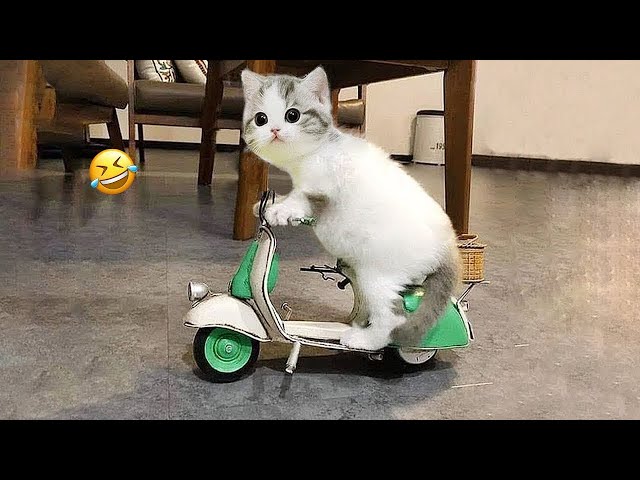 Trending Funny Animals 😅 Funniest Cats and Dogs 😹🐶