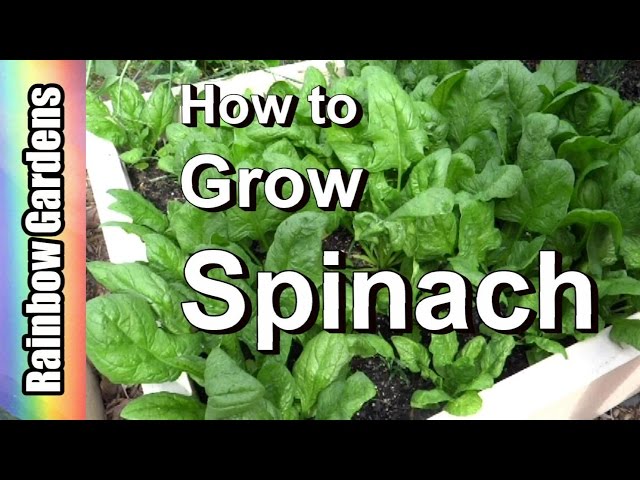 How to Grow Spinach 101: From Seed, Planting, Pests, Problems, Harvest,  to Kitchen!