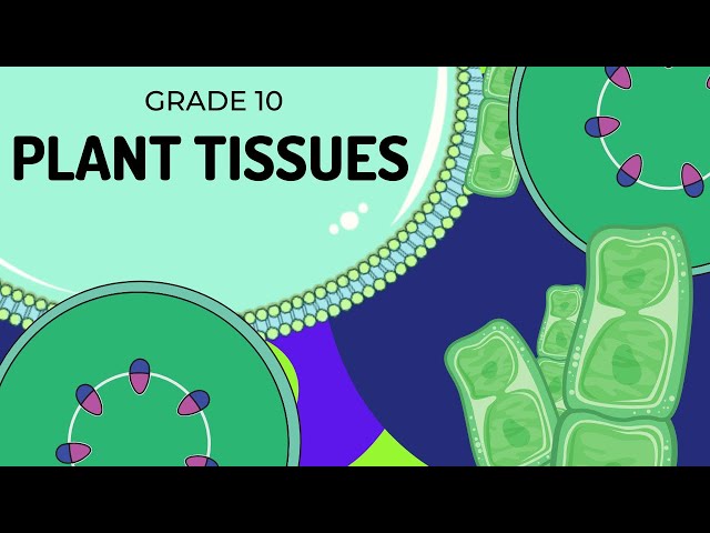 PLANT TISSUES | EASY to UNDERSTAND