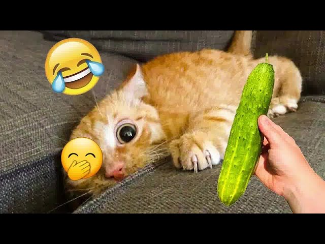 You Laugh You Lose 😛 Funniest Dogs and Cats 2024 😹🐶