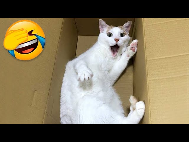 Funniest Animals 2024: 😺 Funny Cat and Dog Videos 🐈 Life Funny Pets 😸 Part 5