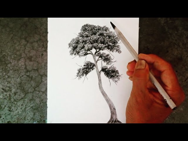 How to draw a tree with dense leaves by pencil easy ways for beginners.