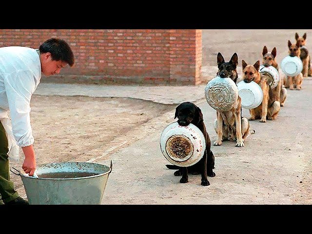 10 Best Trained & Disciplined Dogs in the World!