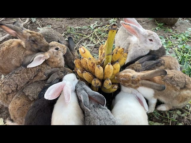 the rabbits were fed a bunch of bananas - cute rabbits - happy everyday