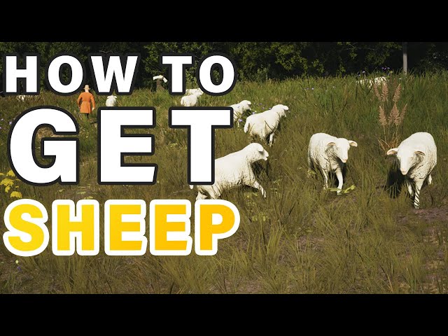 How to get Sheep for Wool ► Manor Lords