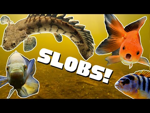 These Are The Nastiest Aquarium Fish! Top 5 Fish Tank Slobs!
