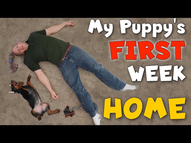 The First Week With My NEW Doberman Puppy