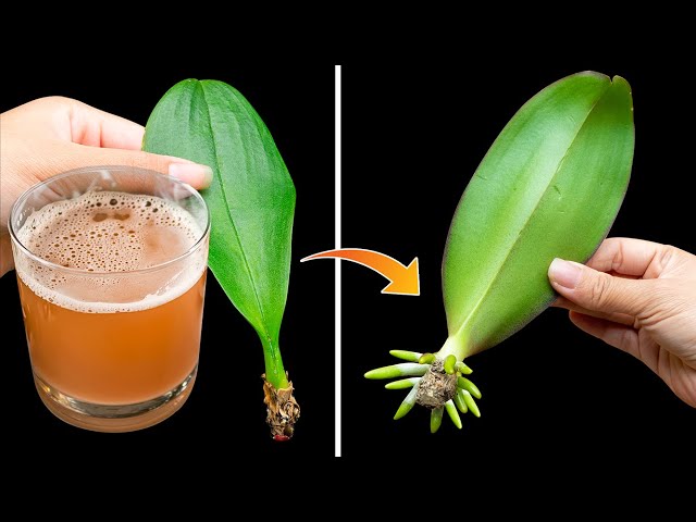 Be amazed at how to propagate precious orchids from leaves this way